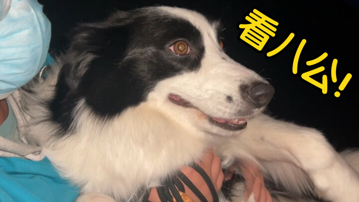 Taking My Border Collie to the Cinema to Watch “Hachi: A Dog’s Tale” — And It Was Totally Into It!