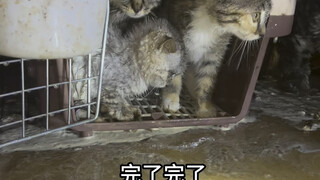 Suddenly there was a heavy rainstorm and the cats' outdoor tents were flooded.