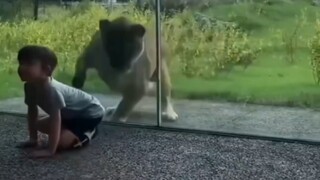 Terlihat bahwa manusia tidak berada di puncak rantai makanan