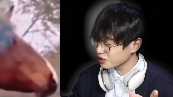 فيديو الحيوانات الأليفة الأكثر ضحكًا على الإنترنت! لطيف جدًا! [حيوانات أليفة مضحكة]