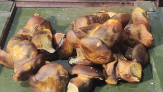 末日废土美食之见手青