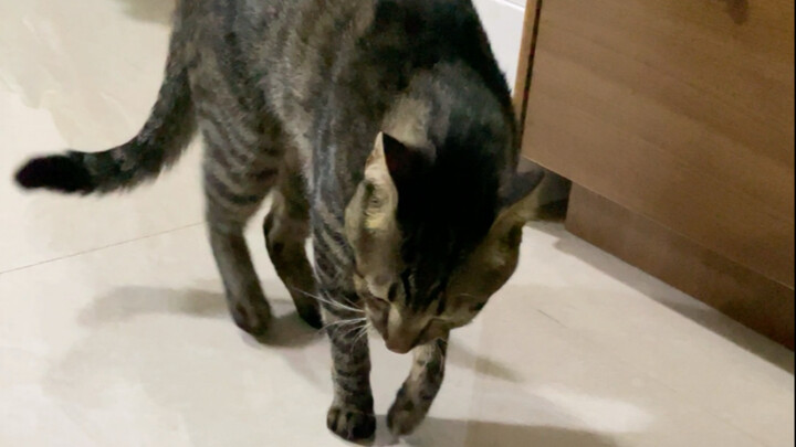 Before the cat tries to attack me, it always moves really slowly.