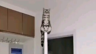 After moving bricks all day, I came home and found that my cat had ascended the throne.