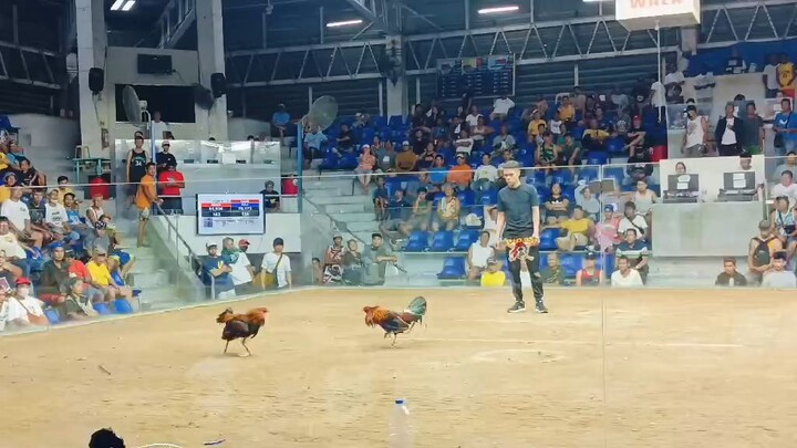 2nd fight ni pula 🐓 montalban arena