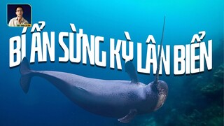 KỲ LÂN BIỂN: BÍ ẨN CHIẾC SỪNG KHIẾN NỮ HOÀNG ANH KHAO KHÁT I DISCOVERY