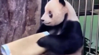 People's Education Edition Little Panda Meng Er sure knows a lot of skills!