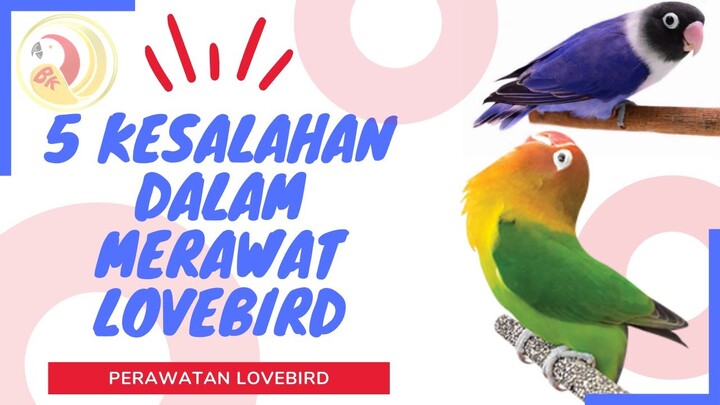 Hindari 5 Kesalahan Dalam Merawat Lovebird Yang Harus Kamu Pahami