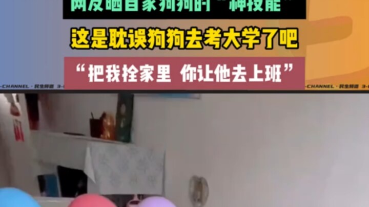 Cư dân mạng khoe “kỹ năng siêu đỉnh” của cún cưng nhà mình, thế này chẳng phải đang trì hoãn việc ch