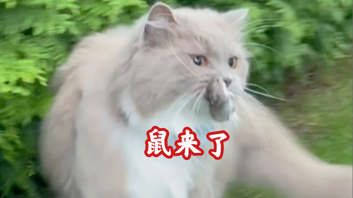 Help, I caught a mouse again, what should I do now?