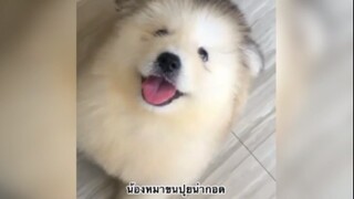 น้องหมาขนปุยน่ากอด