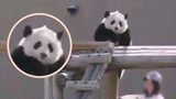 【Panda】While Gun Gun was the whitest in Japan, it was acutally because mummy kept wiping him down with a towel…