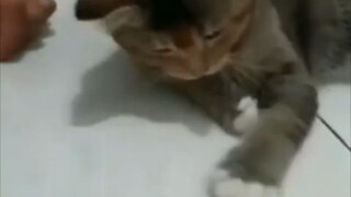 Cat repair with super fast hand speed