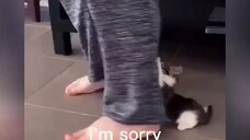 Funny Cats Compilation
