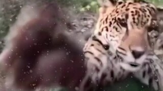 Nhiệt độ của sự sở hữu Báo, chỉ mình bạn mới rõ