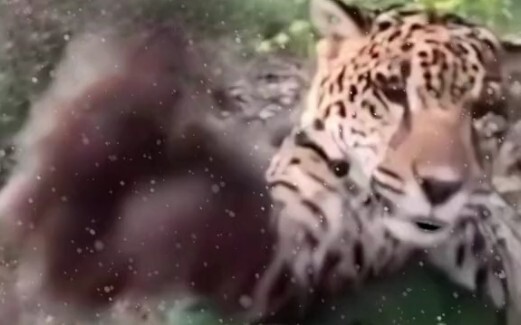 Suhu yang dimiliki oleh Pao, hanya kamu yang tahu