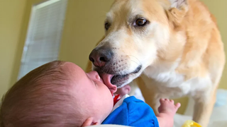 Funny Dogs Kissing Babies - วิดีโอรวบรวมเด็กตลก (2019)