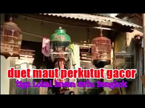 suara rame perkutut sahut sahutan joss lokal dan bangkok