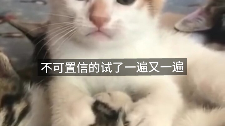 Kucing kecil itu dengan tak percaya mencobanya lagi dan lagi