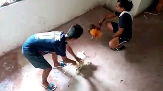 sabong ariel  bahy bahay lang