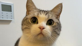 Saat memberi nama kucing Anda, jangan sembarangan!