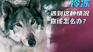 رجلان وامرأة ذهبوا للعب في الثلج دون دفع المال، فمات الرجلان بالكامل، وبقيت المرأة مجمدة لمدة ثلاثة 