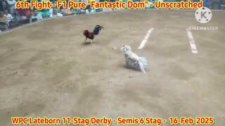 Pure "Fantastic Dom" - 6th Fight - Winner "Unscratched" - 2025 WPC 12-Stag Derby Lateborn Edition