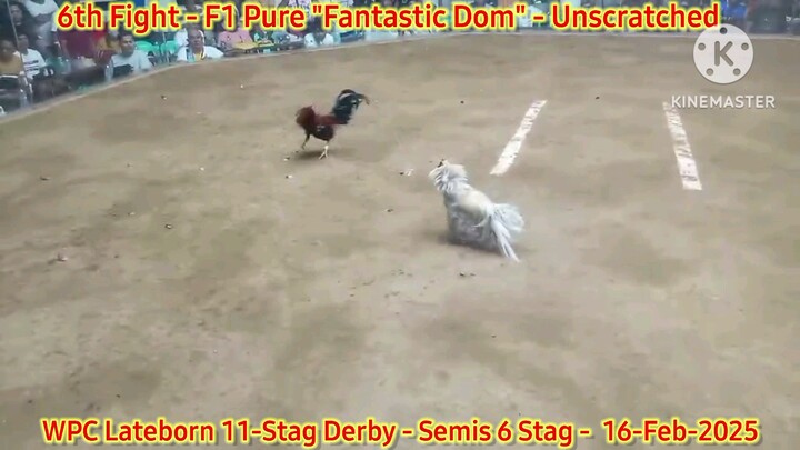 Pure "Fantastic Dom" - 6th Fight - Winner "Unscratched" - 2025 WPC 12-Stag Derby Lateborn Edition