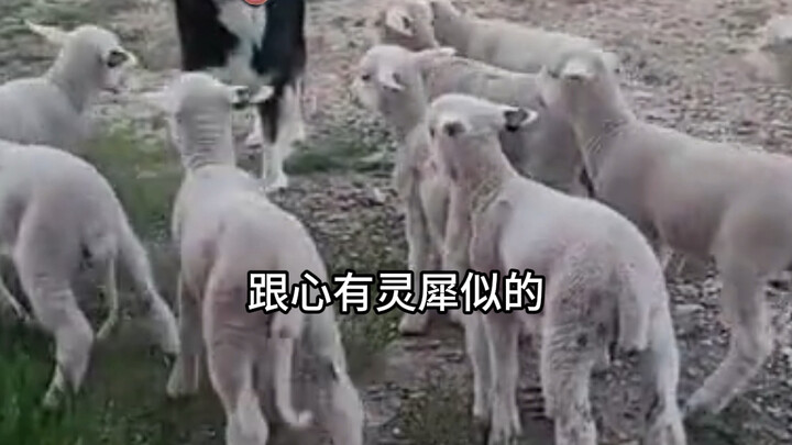 น้องหมา: วิชาพลศึกษาถูกยกเลิก เปลี่ยนเป็นการเรียนอิสระแทน