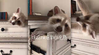 Saya juga ingin laci kepala serigala rakun‼️