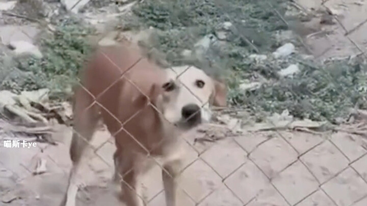 A dog with strong principles—this is literally how the underlying code is written!