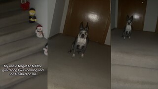 作为一名称职的看门犬，即使害怕到发抖也绝不逃跑