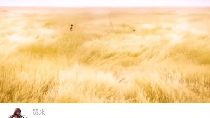 Strangers on a Golden Rice Field: Father and Daughter Lock Eyes Three Times—It’s Heartbreaking! Will