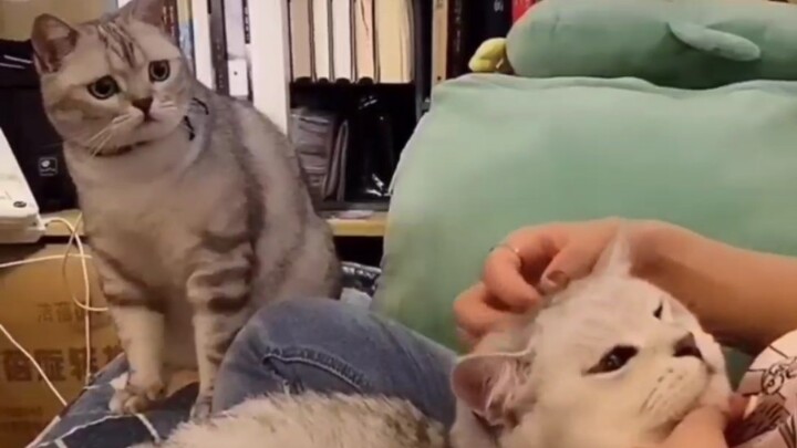 วิธีทำให้ลูกแมวหายไปอย่างรวดเร็ว!