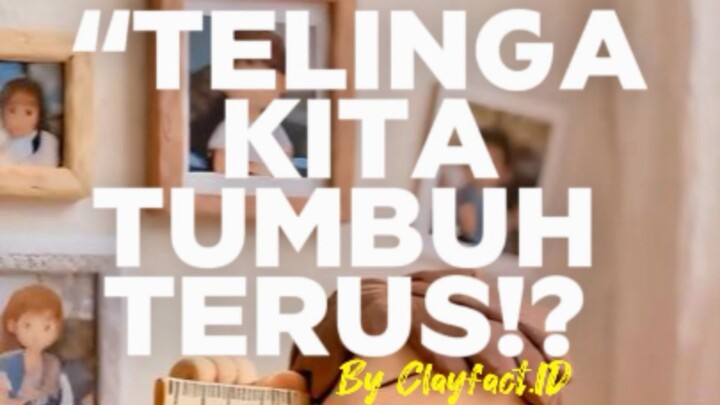Telinga kita tumbuh terus!!
