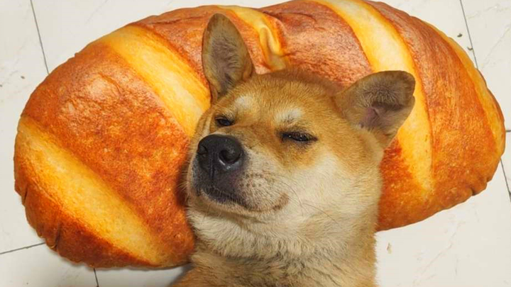 Cuacanya terlalu panas, adonan roti ini aja udah bau anjing!