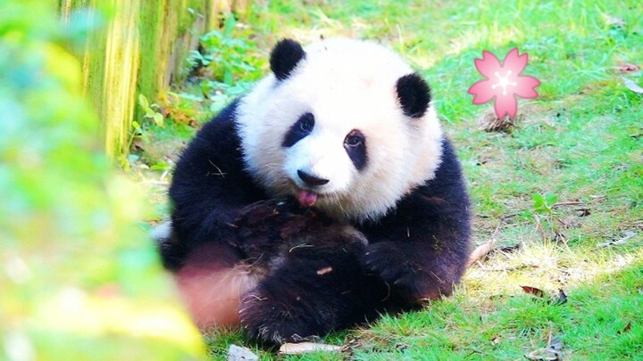 Panda He Hua - Getting High ny Herself