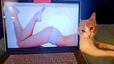 Try Not To Laugh - Super Funny Pet Video MEOW