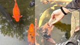 The fish in Baotu Spring are each rounder than the other! Netizens became uneasy after seeing touris