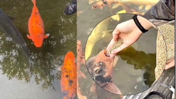 The fish in Baotu Spring are each rounder than the other! Netizens became uneasy after seeing touris