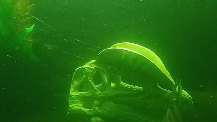 Bichir's