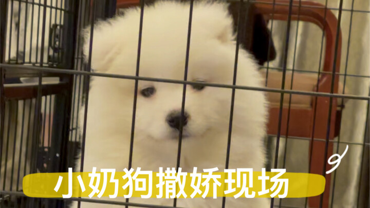 Chú cún con thì làm gì có ý nghĩ xấu xa chứ, nó chỉ muốn ra ngoài chơi thôi (Thế này mà ai chịu nổi 