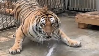 Haki Tiger is also afraid of water