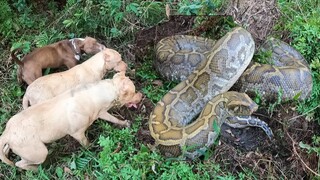 PitBull Thợ Săn Số 1 Việt Nam Truy Tìm Dấu Vết Trăn Khổng Lồ ANACONDA | Săn Bắt Ẩm Thực Vùng Cao