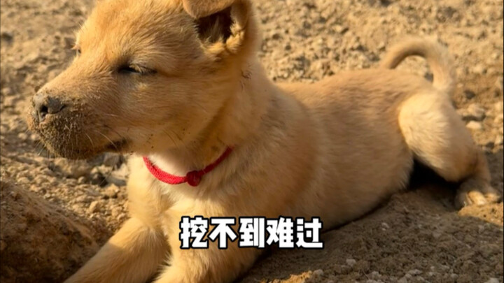 谁说小狗没有工作的