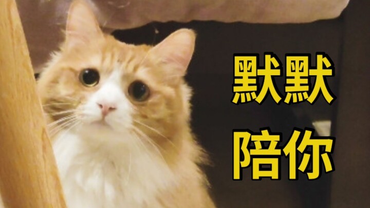 监控记录下橘猫对主人的爱，晚上安静守护主人睡觉十几次。