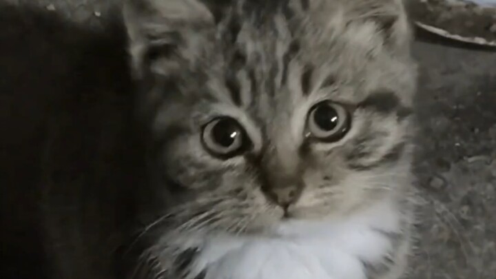 น้องแมวบ้านข้างๆ น่ารักน่าเอ็นดูมาก!