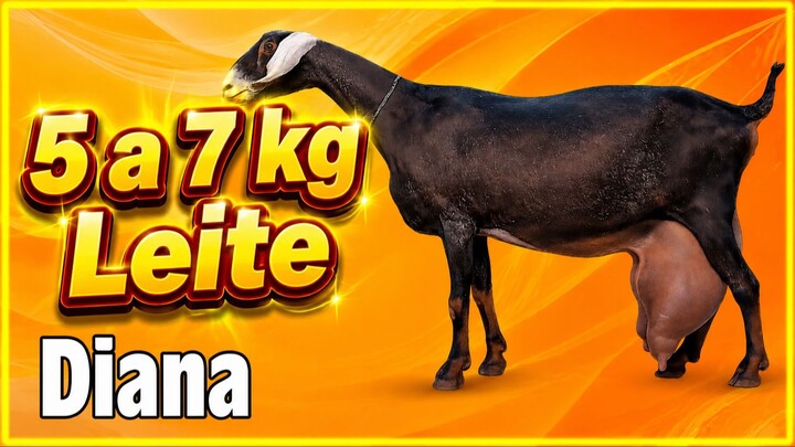 Anglo Nubiana DIANA da CAMPINA - de 5 a 7 litros de leite por dia!
