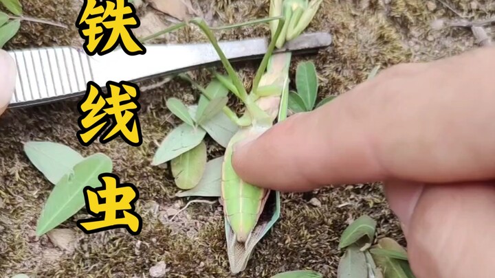 Using the Samadhi True Fire to punish the threadworm—even the mantis approves!