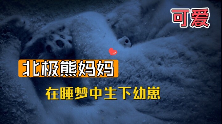 Polar Bear Gives Birth to Cubs While Hibernating