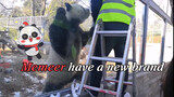 【Panda】Me Me’er Has a New Name Tag. He’s Supervising the Work